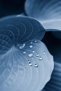 close-up-leaf-rain-drops