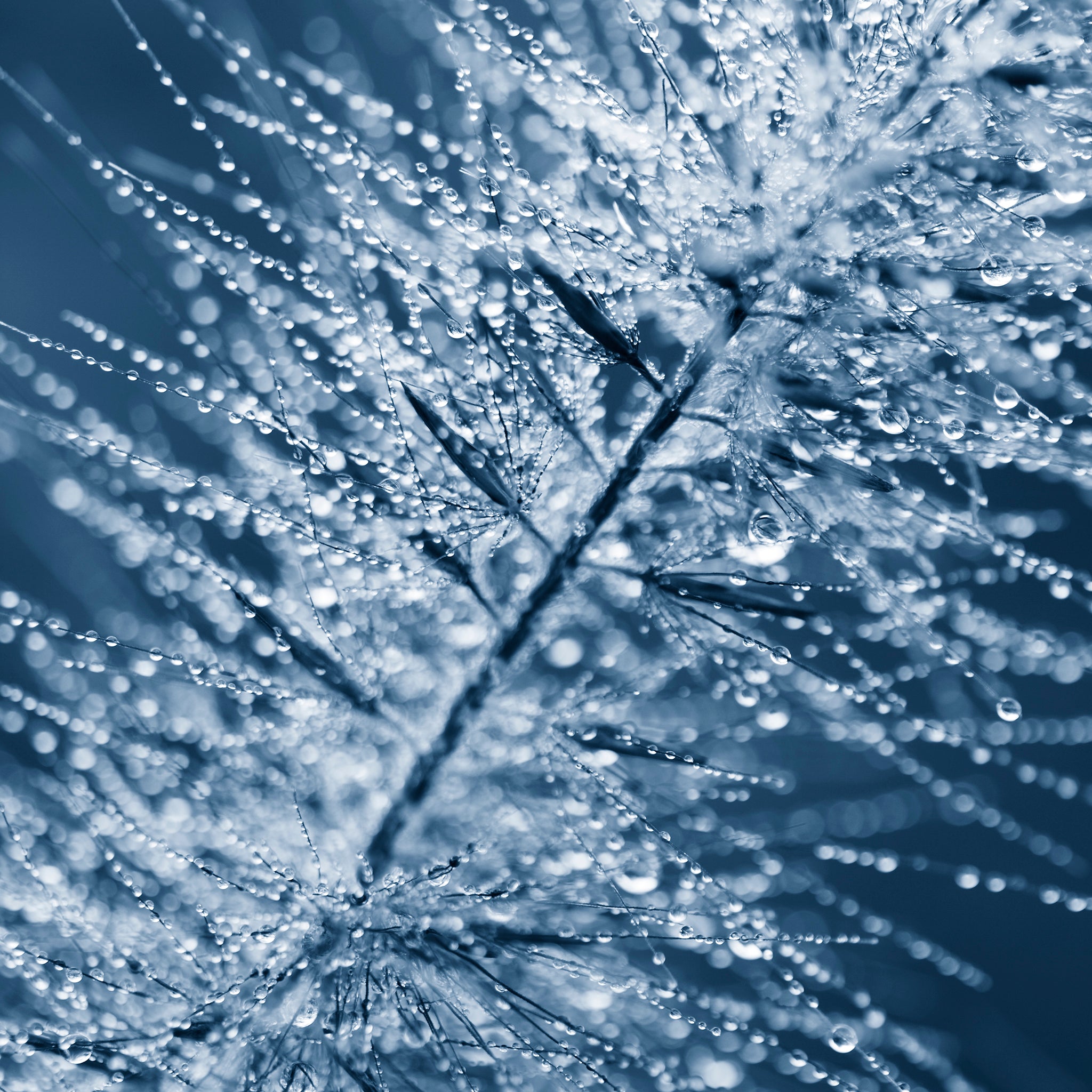 dew-ornamental-grasses-bluetone